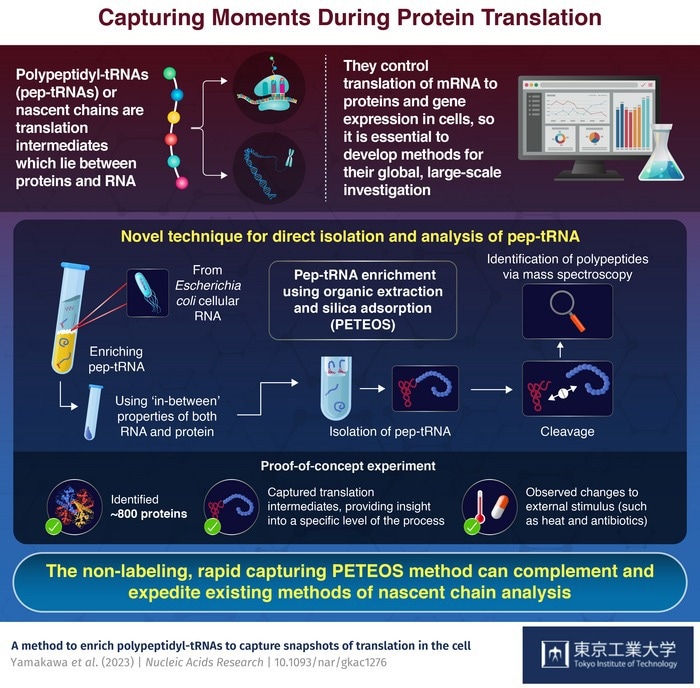 Learning about cellular proteins through “snapshots” of translation