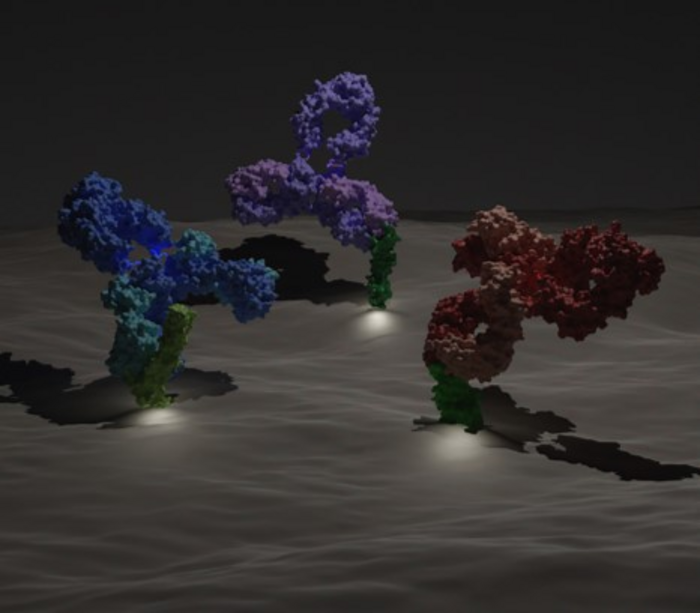 Cancer therapies improved by changing an antibody’s binding to a target
