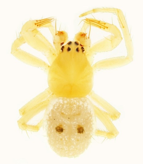 ABBA plays inspiration for a new genus of spiders