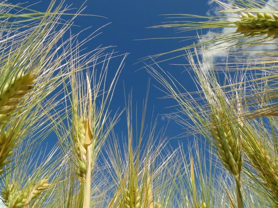 The mechanism of barley grain number determination