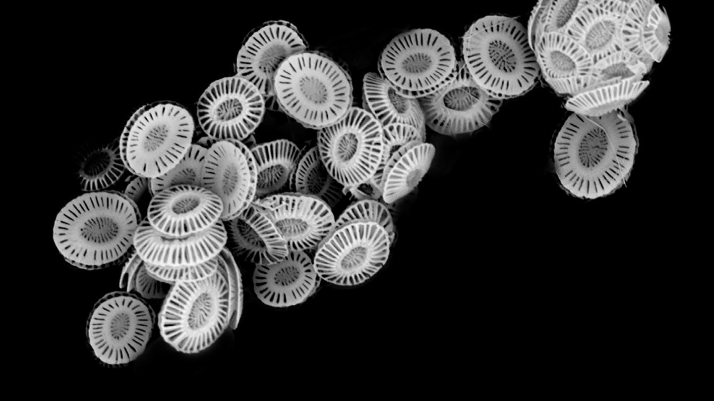 Analyzing Microscopic Chalk Disks Coccoliths Formed by the Marine Algae