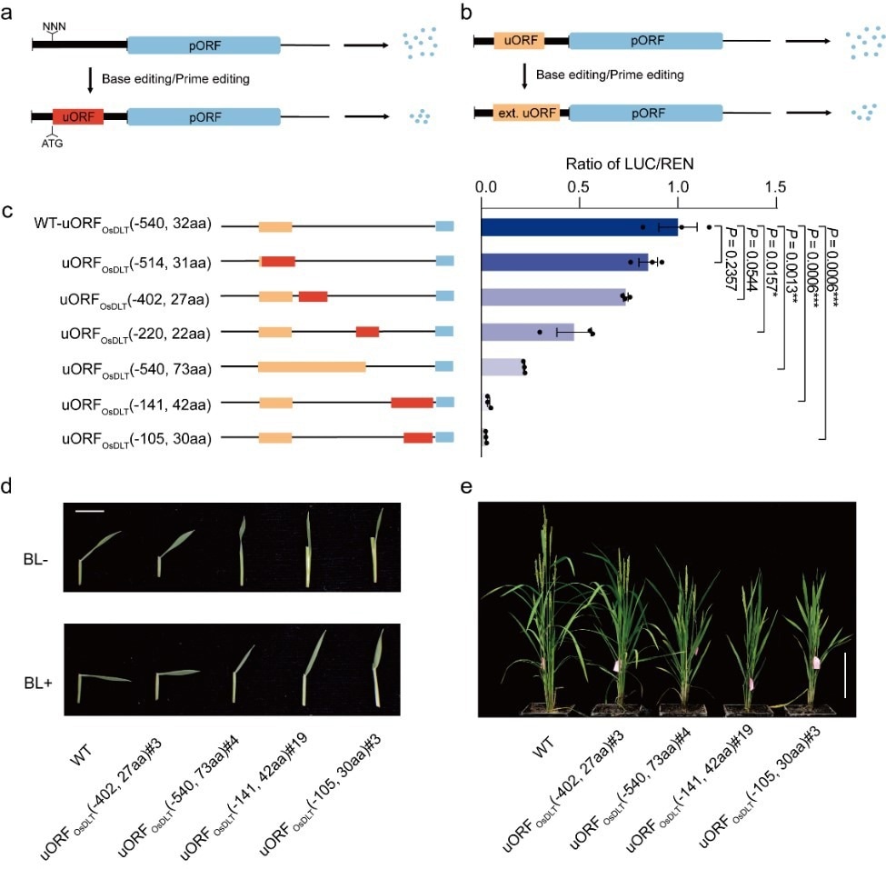 A reliable way to downregulate gene translation in plants