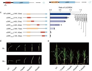 A reliable way to downregulate gene translation in plants