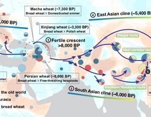 Uncovering the evolutionary history of wheat during the Holocene