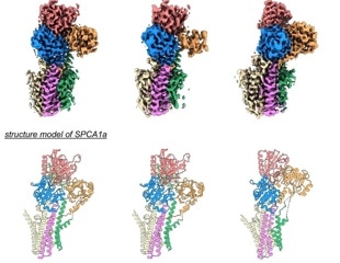 Determining the structure of protein pumps using cryo-EM
