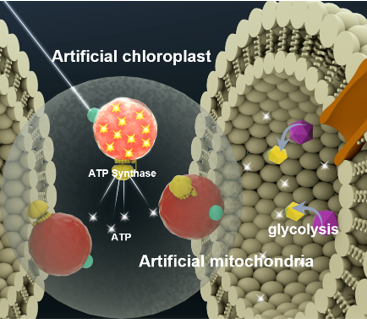Artificial cells to serve as the powerhouse of the future