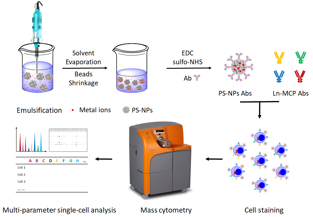 Metal labeling strategy for single-cell multiplexing with mass cytometry