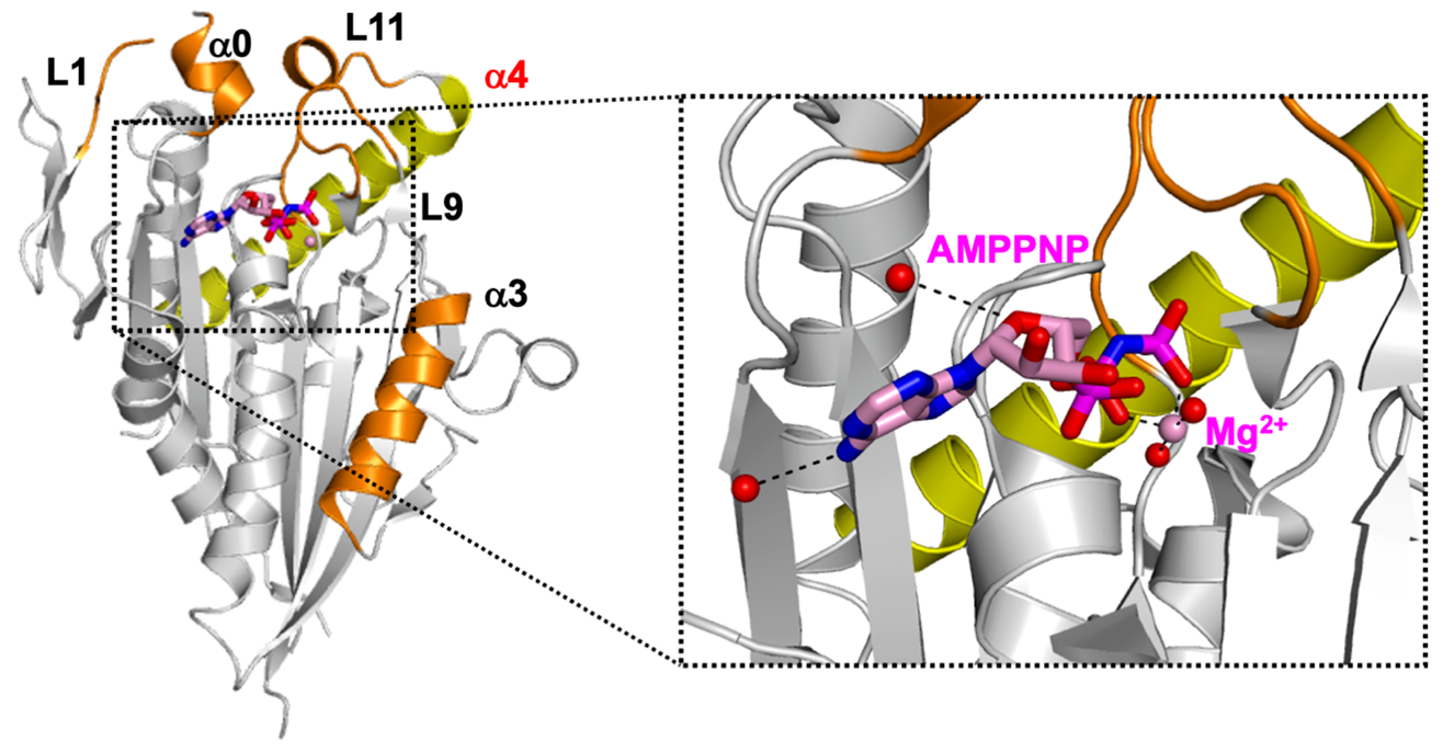 Experts Unravel the Crystal Structure of CENP-E