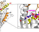 Experts Unravel the Crystal Structure of CENP-E