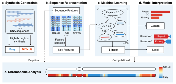Interpretable Machine Learning Framework Helps Optimize Chromosome Design and Synthesis