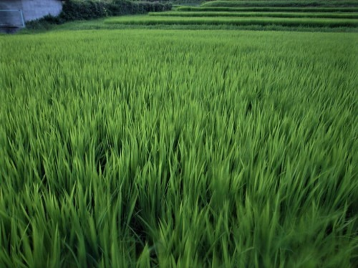 A Study on Genetic Markers and Their Efficiency in the Cultivation of High-Quality Rice