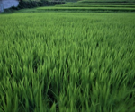 A Study on Genetic Markers and Their Efficiency in the Cultivation of High-Quality Rice