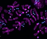 Understanding How Supernumerary Chromosomes Arise