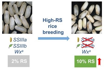 Researchers Advance the Breeding of High-Resistant Starch Rice