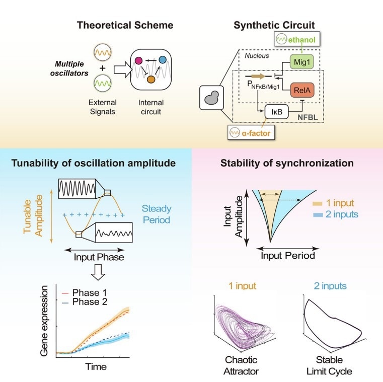 Synthetic Oscillatory System in Yeast with Dual Oscillatory Signal Responsiveness