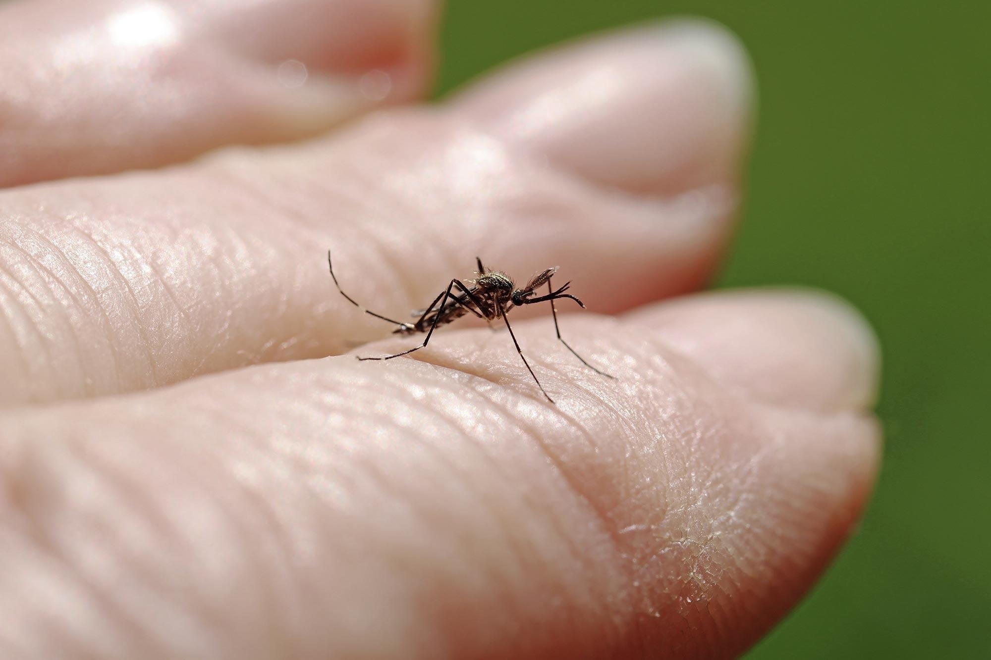 Temperature Preference of Mosquitos Identified
