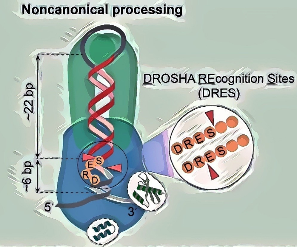 The Role of Noncanonical Mechanism in the Evolution of miRNA Biogenesis
