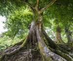 Understanding Potential Mechanisms Underlying Genetic Variation in Older Trees