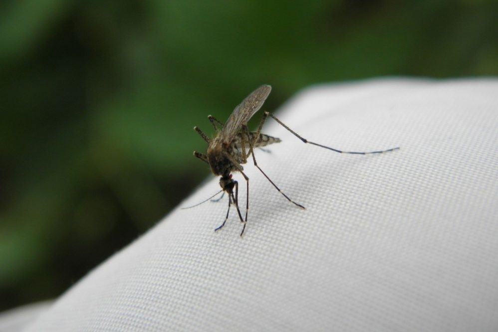Determining the Genome of West Nile Virus