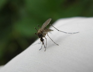 Determining the Genome of West Nile Virus