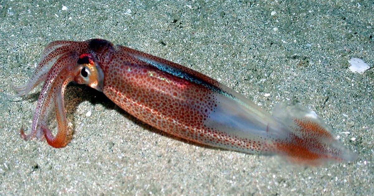 Squids Use RNA Recording to Change Key Proteins Dynamically