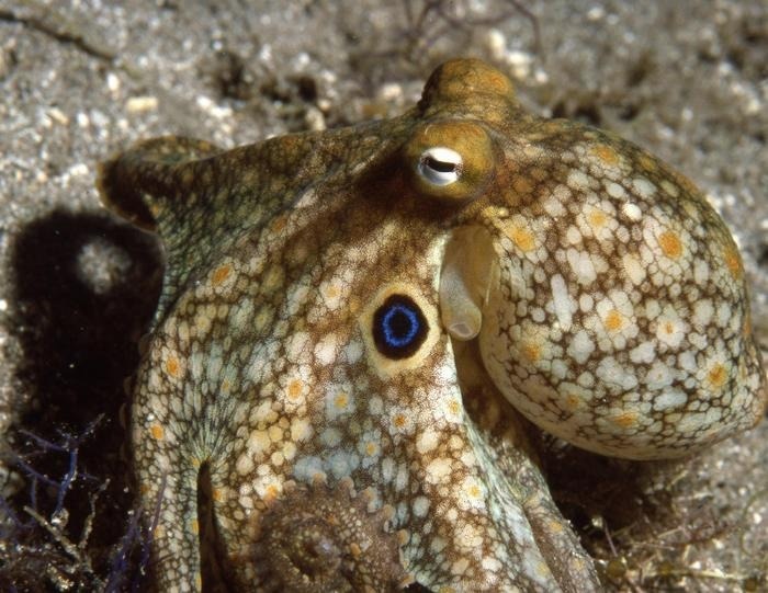 Can Temperature Influence an Octopus