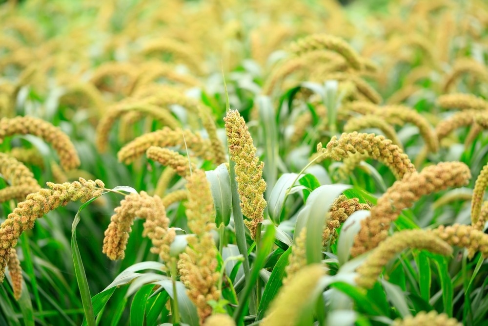 Utilizing Genome Editing to Encourage High Crop Yields