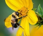 Detailed Genome Map to Prevent the Extinction of the Rusty Patched Bumblebee