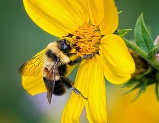 Detailed Genome Map to Prevent the Extinction of the Rusty Patched Bumblebee