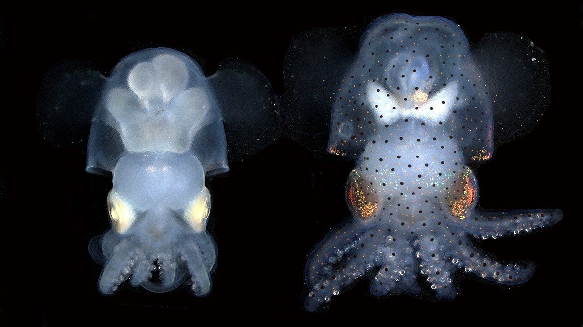 Live Imaging of Neural Activity in an Engineered Cephalopod