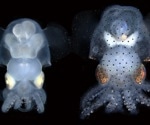 Albino Squid Illuminates Cephalopod Brain Activity