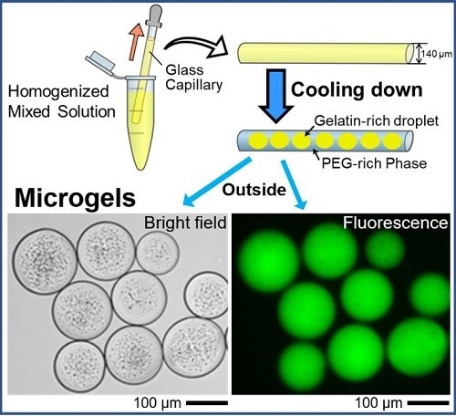 Microgels with Uniform DNA Encapsulation Resembling Living Cells