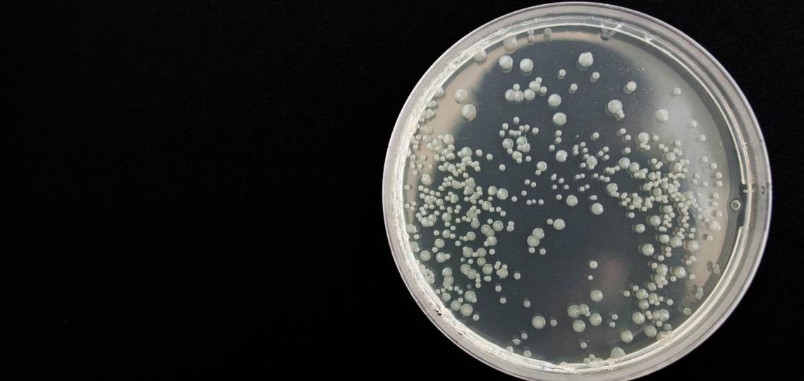Novel Drug Slows Development of Antibiotic Resistance