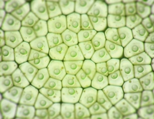 Chloroplast Size Manipulation Unlikely to Boost Crop Photosynthesis