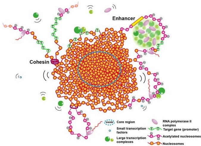 New View of Euchromatin in the Cell Analyzed