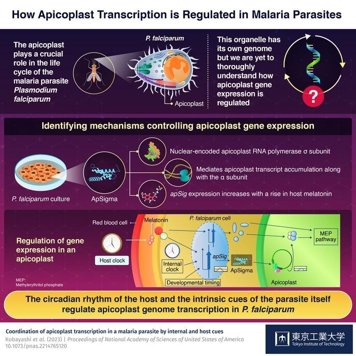 Understanding How Malaria Parasite Modulates Apicoplast Gene Expression