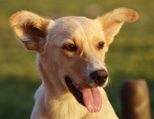 C. auris in Ear Canals of Stray Dogs Could Pose Risk to Humans