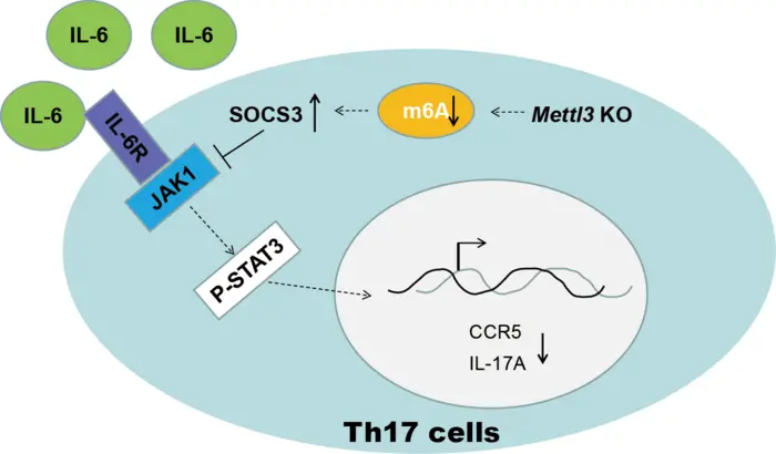 New Insights into the Regulatory Network of Th17 Cells