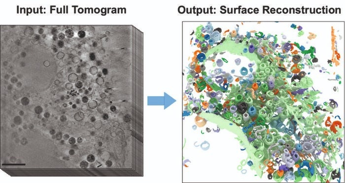 Convolutional Neural Network for Quantitative Analysis of Cell Organelles
