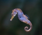 The Evolutionary Enigma: Unraveling the Origins of Seahorses' Flame Cone Cells