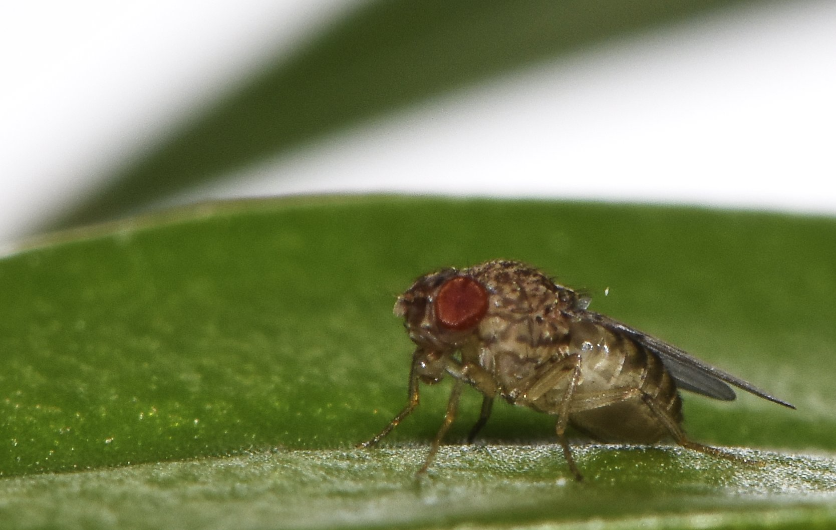 Scientists Discover Secret of Virgin Birth, and Switch on the Ability in Female Flies