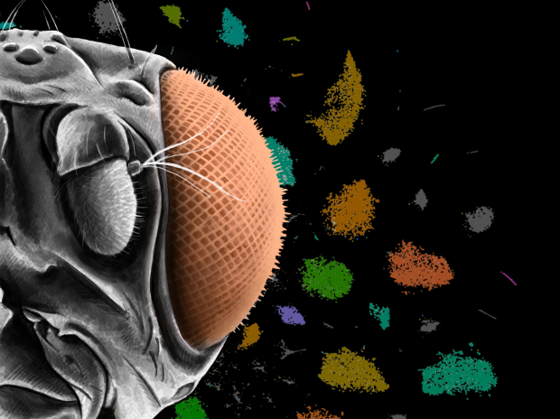 Single-Cell Sequencing Finds New Cell Types in the Visual Systems of Flies