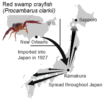How the Tropical Red Swamp Crayfish Successfully Invaded the Cold Regions of Japan