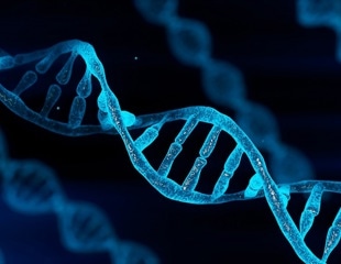New Discovery Leads to Underlying Factors to Gene Size Variations