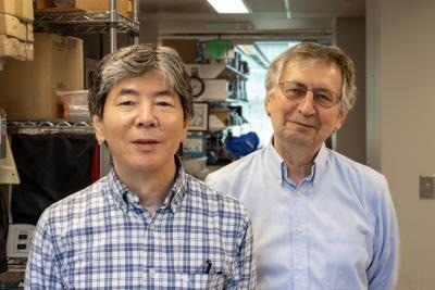 Noelin Proteins’ Key Role in Strengthening Neuronal Signals