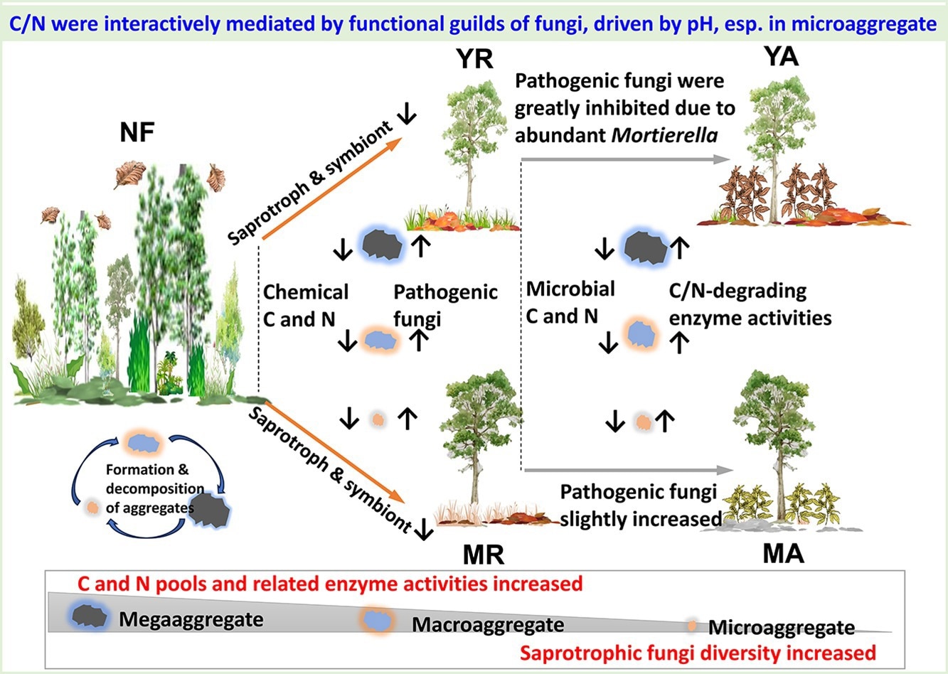 Understanding Early Agroforestry Development in Tropical Regions