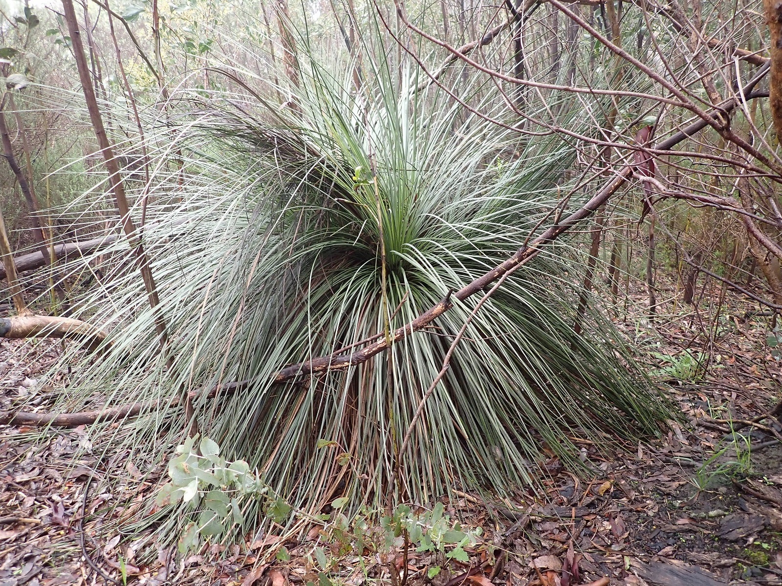 Hard Yacca: Grass Skirts are a Life Saver for Many Animals, but Fire and Disease Threaten Their Survival