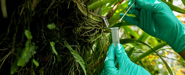 Using Swabs to Detect Over 50 Species of Animals in Rainforest