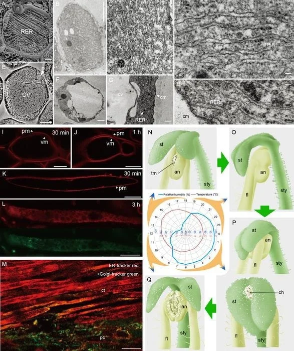 New Cell Type Related to Organ Movement for Plant Selfing