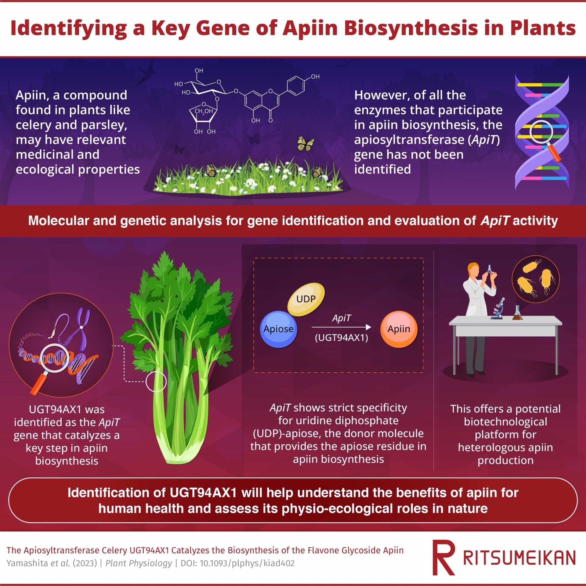 A Newly Discovered Plant Gene that Helps Make Apiin: The Search Ends Here